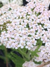Attēlu rezultāti vaicājumam “Achillea millefolium flower”