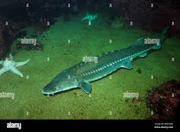 Image result for Acipenser medirostris