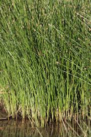 Attēlu rezultāti vaicājumam “Eleocharis palustris”