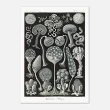 Attēlu rezultāti vaicājumam “Cribraria intricata spores”