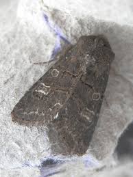 Attēlu rezultāti vaicājumam “Tholera cespitis”