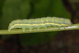 Attēlu rezultāti vaicājumam “Lacanobia oleracea”