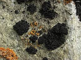 Attēlu rezultāti vaicājumam “Parmeliella triptophylla”