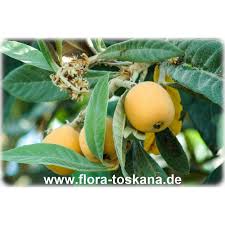 Attēlu rezultāti vaicājumam “Linaria loeselii fruit”