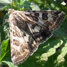 Attēlu rezultāti vaicājumam “Protoschinia scutosa”