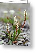 Attēlu rezultāti vaicājumam “Bistorta vivipara”