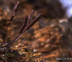 Attēlu rezultāti vaicājumam “Stemonitopsis subcaespitosa macro”