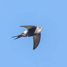 Image result for Apus pacificus