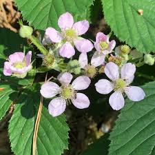 Attēlu rezultāti vaicājumam “Rubus plicatus”