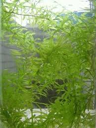 「水蘊草」的圖片搜尋結果