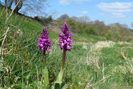 Attēlu rezultāti vaicājumam “Orchis mascula bud”