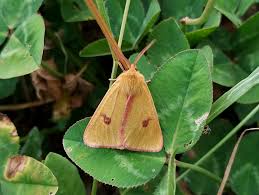 Attēlu rezultāti vaicājumam “Diacrisia sannio female”