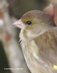 Attēlu rezultāti vaicājumam “Chloris chloris female”