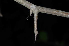 Attēlu rezultāti vaicājumam “Pyrus communis bud”