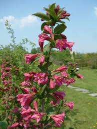 Attēlu rezultāti vaicājumam “Weigela praecox”