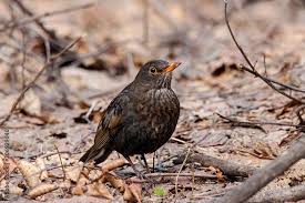 Attēlu rezultāti vaicājumam “Turdus merula male”