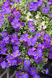 Image result for Aubrieta hybrida (cultorum)