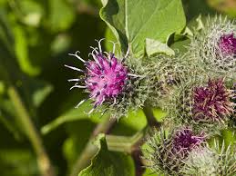 Attēlu rezultāti vaicājumam “Arctium tomentosum flower”