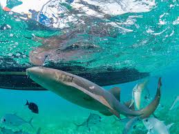 Image result for Ginglymostoma cirratum