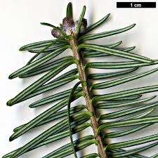 Attēlu rezultāti vaicājumam “Abies balsamea”