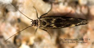 Attēlu rezultāti vaicājumam “Scythris limbella”