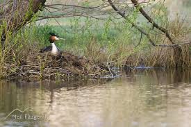 Attēlu rezultāti vaicājumam “Podiceps cristatus nest”