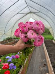 Attēlu rezultāti vaicājumam “Ranunculus brunnescens”