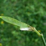 Attēlu rezultāti vaicājumam “Lathyrus pratensis fruit”