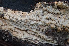 Attēlu rezultāti vaicājumam “Anomoporia bombycina”