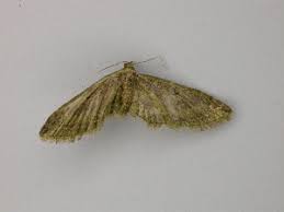 Attēlu rezultāti vaicājumam “Eupithecia subumbrata larva”