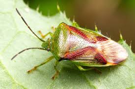 Attēlu rezultāti vaicājumam “Elasmostethus interstinctus imago”