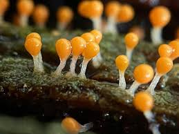 Attēlu rezultāti vaicājumam “Trichia sp.”