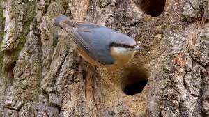 Attēlu rezultāti vaicājumam “Sitta europaea nest”