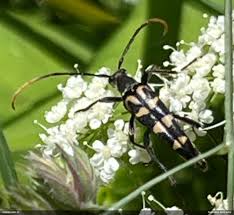 Attēlu rezultāti vaicājumam “Leptura annularis”