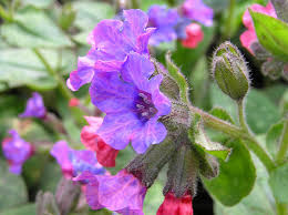 Image result for Pulmonaria officinalis