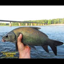 Image result for Ictiobus bubalus