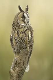 Attēlu rezultāti vaicājumam “Strigiformes”