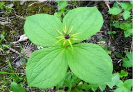 Attēlu rezultāti vaicājumam “Paris quadrifolia”