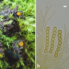 Attēlu rezultāti vaicājumam “Lamprospora tortulae-ruralis”