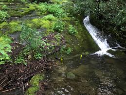 Attēlu rezultāti vaicājumam “Lophocolea coadunata”