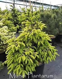 Attēlu rezultāti vaicājumam “Picea orientalis”