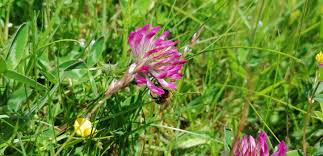 Attēlu rezultāti vaicājumam “Trifolium medium flower”