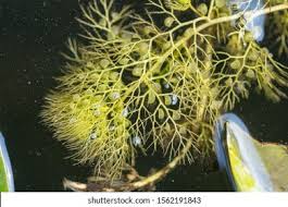 Attēlu rezultāti vaicājumam “Utricularia vulgaris leaf”