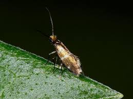 Attēlu rezultāti vaicājumam “Micropterigidae”