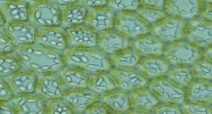 Attēlu rezultāti vaicājumam “Odontoschisma denudatum cells”