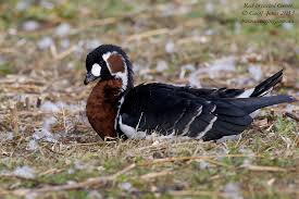 Image result for Branta ruficollis
