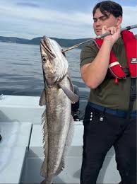 Image result for Merluccius merluccius