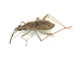 Attēlu rezultāti vaicājumam “Dicyphus nymph”