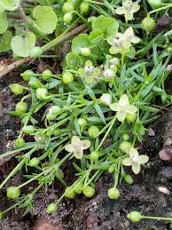 Attēlu rezultāti vaicājumam “Sagina procumbens leaf”