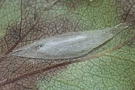 Attēlu rezultāti vaicājumam “Ypsolopha asperella”